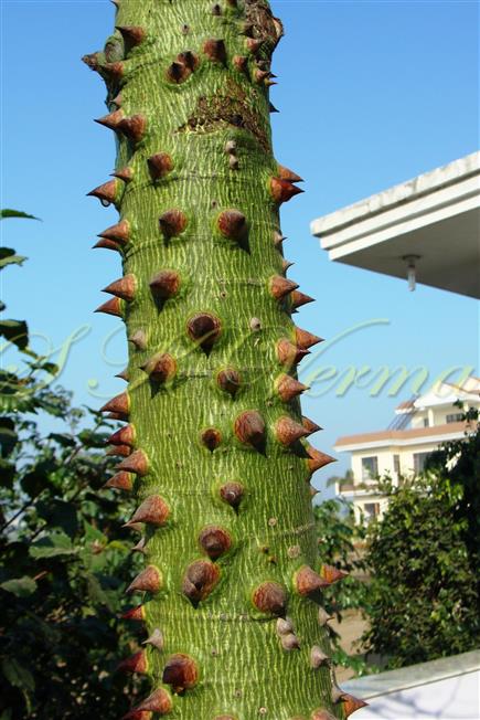  Stem bearing spines